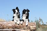 BORDER COLLIE 178